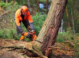 Best Commercial Tree Services  in Deridder, LA